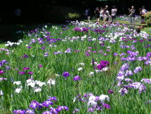 Iris in Gyoen